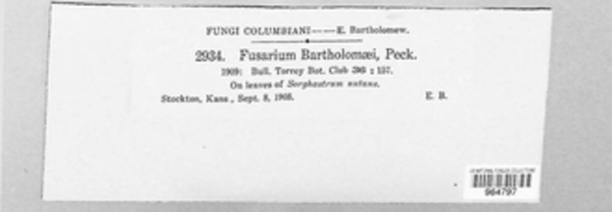 Fusarium bartholomaei image